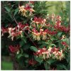 Lonicera japonica RED WORLD -  Japán kúszólonc