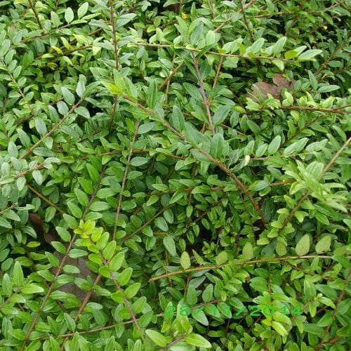 Lonicera pileata - Örökzöld talajtakaró törpelonc