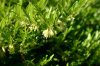 Lonicera pileata - Örökzöld talajtakaró törpelonc