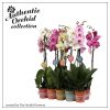 Phalaenopsis Authentic 2 Tak - Orchidea
