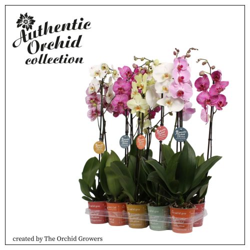 Phalaenopsis Authentic 2 Tak - Orchidea