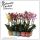 Phalaenopsis Authentic Extra 2 Tak - Orchidea
