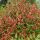 Nandina domestica GULF STREAM -  Japán szentfa
