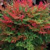Nandina domestica OBSESSED ® - Japán szentfa