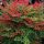 Nandina domestica OBSESSED ® - Japán szentfa