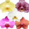 Phalaenopsis Authentic Extra 2 Tak - Orchidea