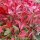 Photinia x fraseri RED ROBIN - Korallberkenye