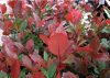 Photinia x fraseri RED ROBIN - Korallberkenye