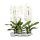 Phalaenopsis Cascade White - Orchidea
