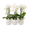 Phalaenopsis Cascade White - Orchidea