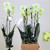 Phalaenopsis Citrom 2 ágú