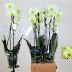 Phalaenopsis Citrom 2 ágú