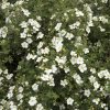 Potentilla fruticosa ABBOTSWOOD - Fehér virágú cserjés pimpó