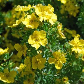   Potentilla fruticosa HACHMANN'S GIGANT - Cserjés pimpó