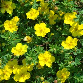   Potentilla fruticosa KOBOLD - Sárga virágú, alacsony cserjés pimpó
