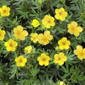   Potentilla fruticosa LOVELY PINK ® - Sárga virágú, alacsony cserjés pimpó