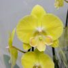 Phalaenopsis Citrom 2 ágú