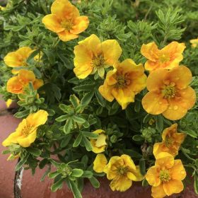   Potentilla fruticosa MANGO TANGO ® - Mangó színű cserjés pimpó