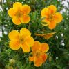 Potentilla fruticosa MANGO TANGO ® - Mangó színű cserjés pimpó