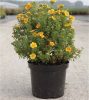 Potentilla fruticosa MANGO TANGO ® - Mangó színű cserjés pimpó