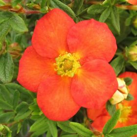   Potentilla fruticosa RED ACE - Narancsvirágú cserjés pimpó