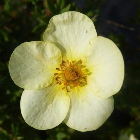   Potentilla fruticosa TILFORD CREAM - Krémszínű virágú cserjés pimpó