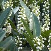 Prunus laurocerasus OTTO LUYKEN - Törpe babérmeggy