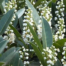 Prunus laurocerasus OTTO LUYKEN - Törpe babérmeggy