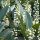 Prunus laurocerasus OTTO LUYKEN - Törpe babérmeggy