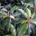 Prunus lusitanica ANGUSTIFOLIA -  Portugál babérmeggy