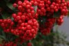 Pyracantha CES ® -  Tűztövis