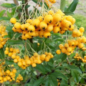   Pyracantha SOLEIL d'OR - Citromsárga bogyójú tűztövis