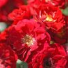 Rosa ROTE THE FAIRY - Piros virágú talajtakaró rózsa