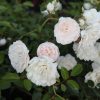 Rosa 'SEA FOAM' - Rózsa