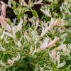 Salix integra 'HAKURO NISHIKI' - Fehér-rózsaszín tarka levelű japán fűz