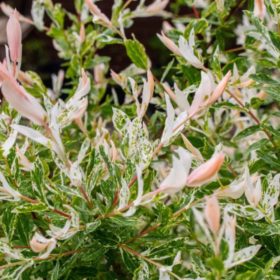   Salix integra 'HAKURO NISHIKI' - Fehér-rózsaszín tarka levelű japán fűz