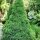 Picea Gl Conica - Cukorsüvegfenyő
