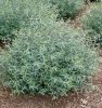 Salix purpurea 'NANA' -  Törpe csigolyafűz