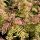 Sorbaria sorbifolia SEM ®  - Tollas gyöngyvessző