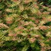 Sorbaria sorbifolia SEM ®  - Tollas gyöngyvessző
