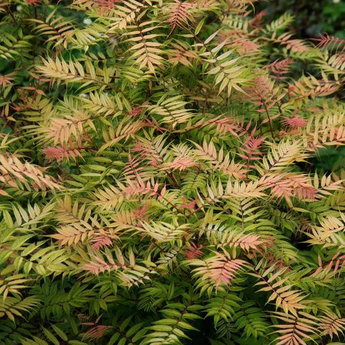 Sorbaria sorbifolia SEM ®  - Tollas gyöngyvessző
