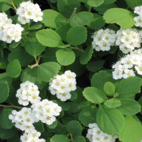   Spiraea betulifolia 'TOR' - Nyírlevelű gyöngyvessző