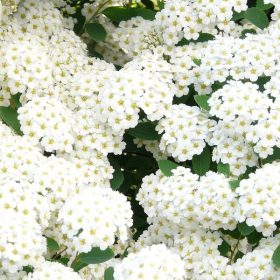   Spiraea betulifolia 'TOR GOLD' ® - Nyírlevelű gyöngyvessző