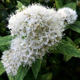   Spiraea japonica 'ALBIFLORA' - Japán gyöngyvessző