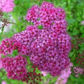   Spiraea japonica 'ANTHONY WATERER' - Pompás japán gyöngyvessző