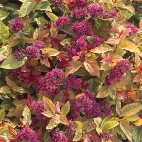   Spiraea japonica - 'FIRELIGHT' - Japán gyöngyvessző