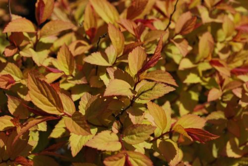 Spiraea japonica - 'FIRELIGHT' - Japán gyöngyvessző
