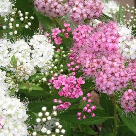   Spiraea japonica 'GENPEI/SHIROBANA' - Japán gyöngyvessző