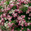 Spiraea japonica 'GENPEI/SHIROBANA' - Japán gyöngyvessző