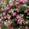 Spiraea japonica 'GENPEI/SHIROBANA' - Japán gyöngyvessző